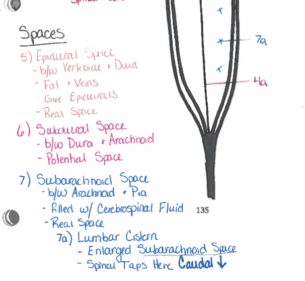 <p><u>Connective tissue  </u>members surrounding spinal cord (NOT nervous tissue)</p><p>Support &amp; Protect CNS<br>Suspend CNS<br>3 layers: 1. dura mater (outermost layer) 1. Arachnoid (middle later) 3. pia mater (innermost layer)</p>