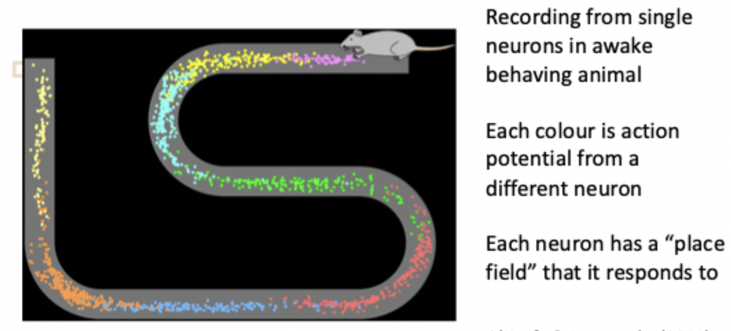 <p>Cells in CA1 that become active when the rat is in a particular place</p>
