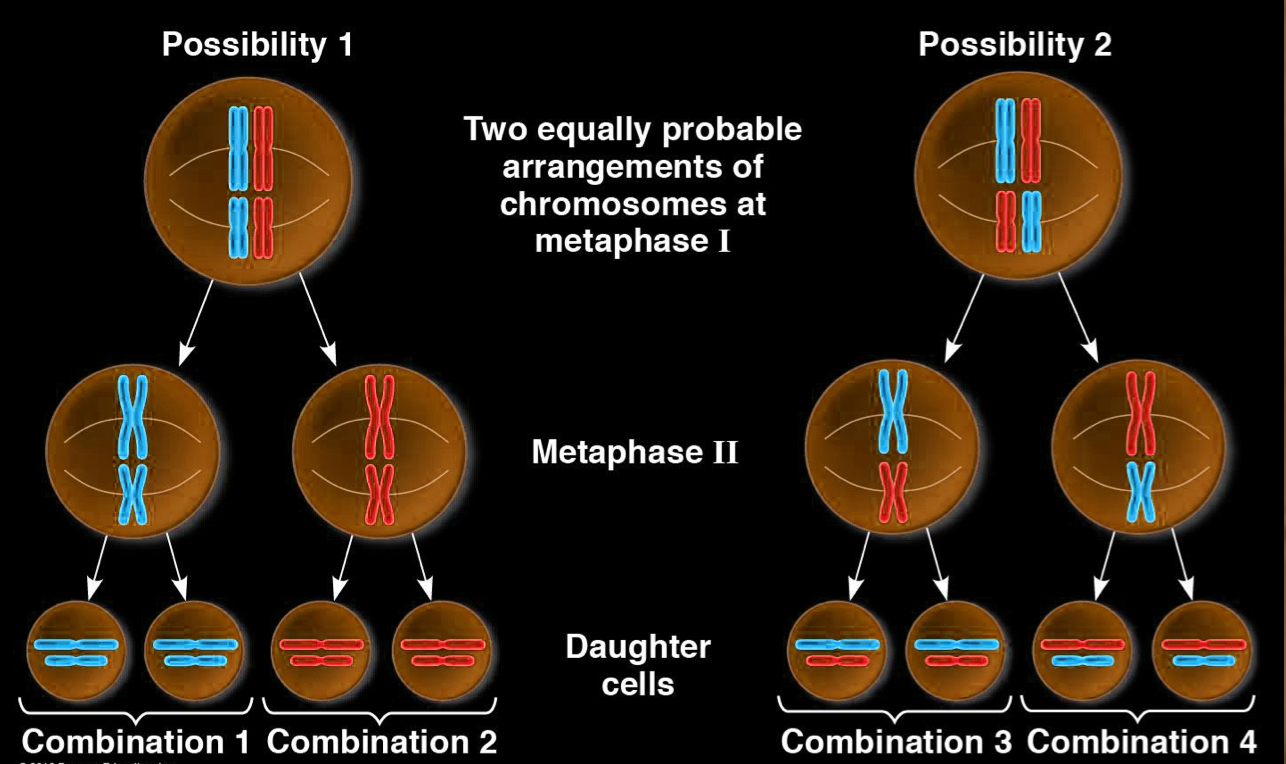 <p>happens during metaphase 1</p><ul><li><p>orientation of maternal vs paternal chromosomes towards a pole is random</p></li><li><p>each homologous pair is sorted independently of the other pairs</p></li><li><p>this means there are 2^n different possibilities for each mitotic event</p></li><li><p>for humans 2^23 =8,388,608 8.4 million</p></li></ul><p></p>