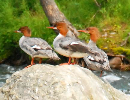 <p>Identify the species shown:&nbsp;</p>