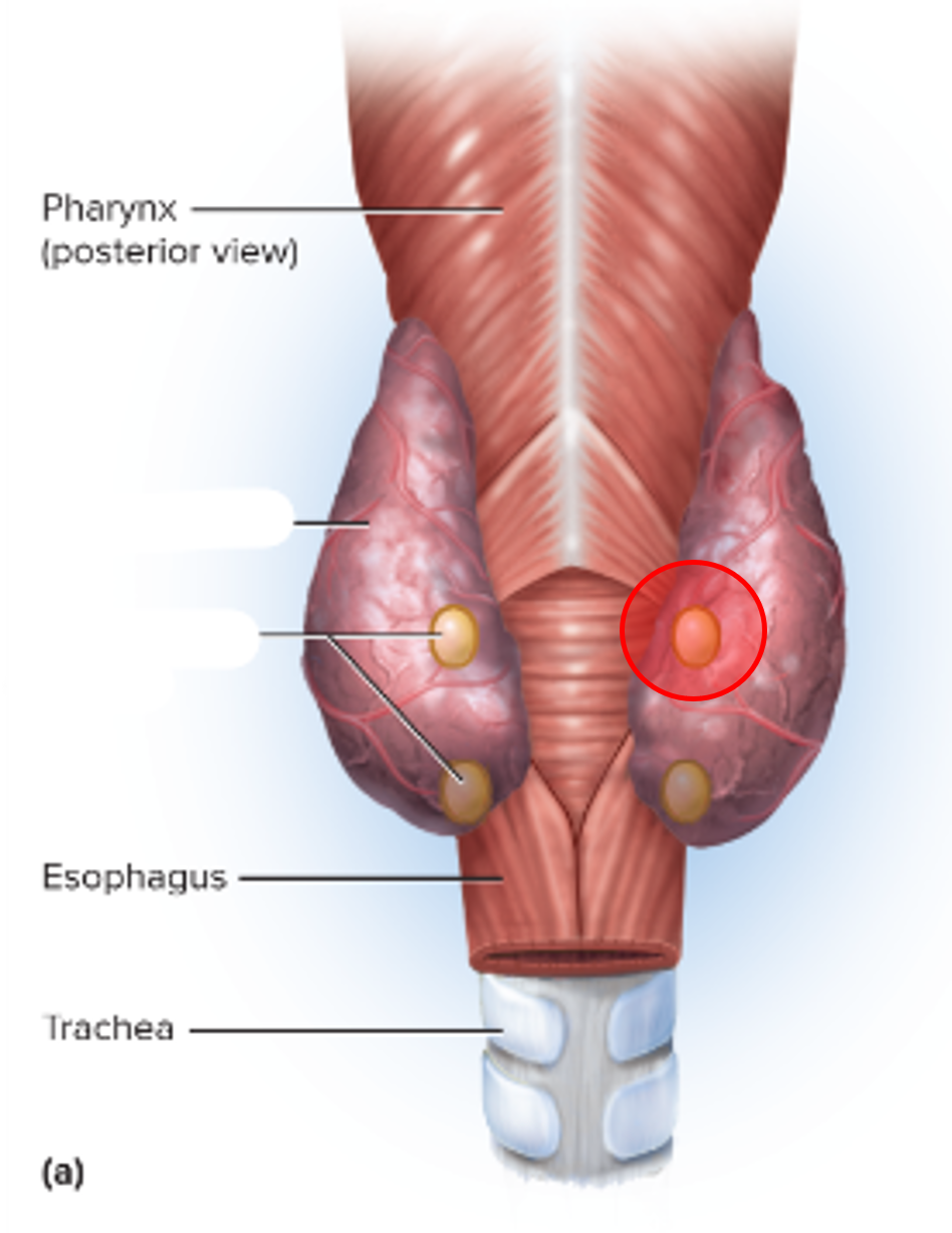 • Pea-like gland doubly located on the posterior of each side of the thyroid gland.

• Composed of chief cells.