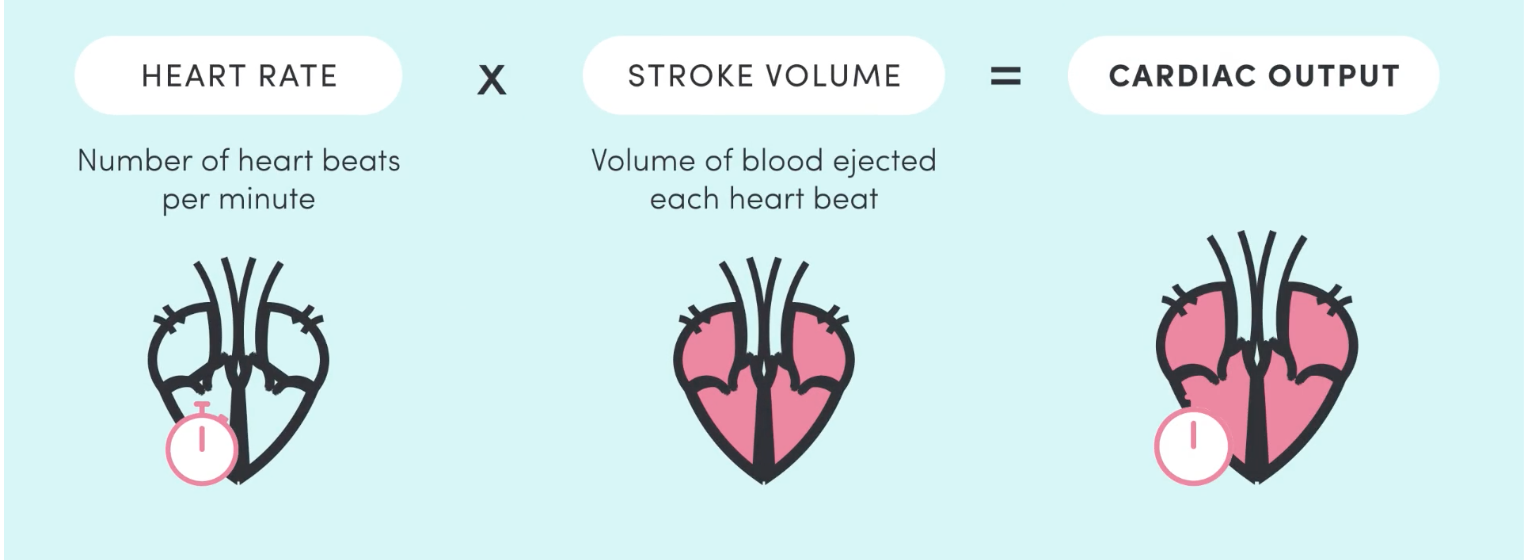 <p>the <strong>volume of blood</strong> ejected from the heart <strong>each minute</strong>.</p><p><mark data-color="yellow">HR x SV = cardiac output</mark> = INTEGRATED CARDIAC RESPONSE TO EXERCISE.</p><p>increases to meed <strong>demand for oxygen, nutrients and waste removal</strong> through additional blood.</p>