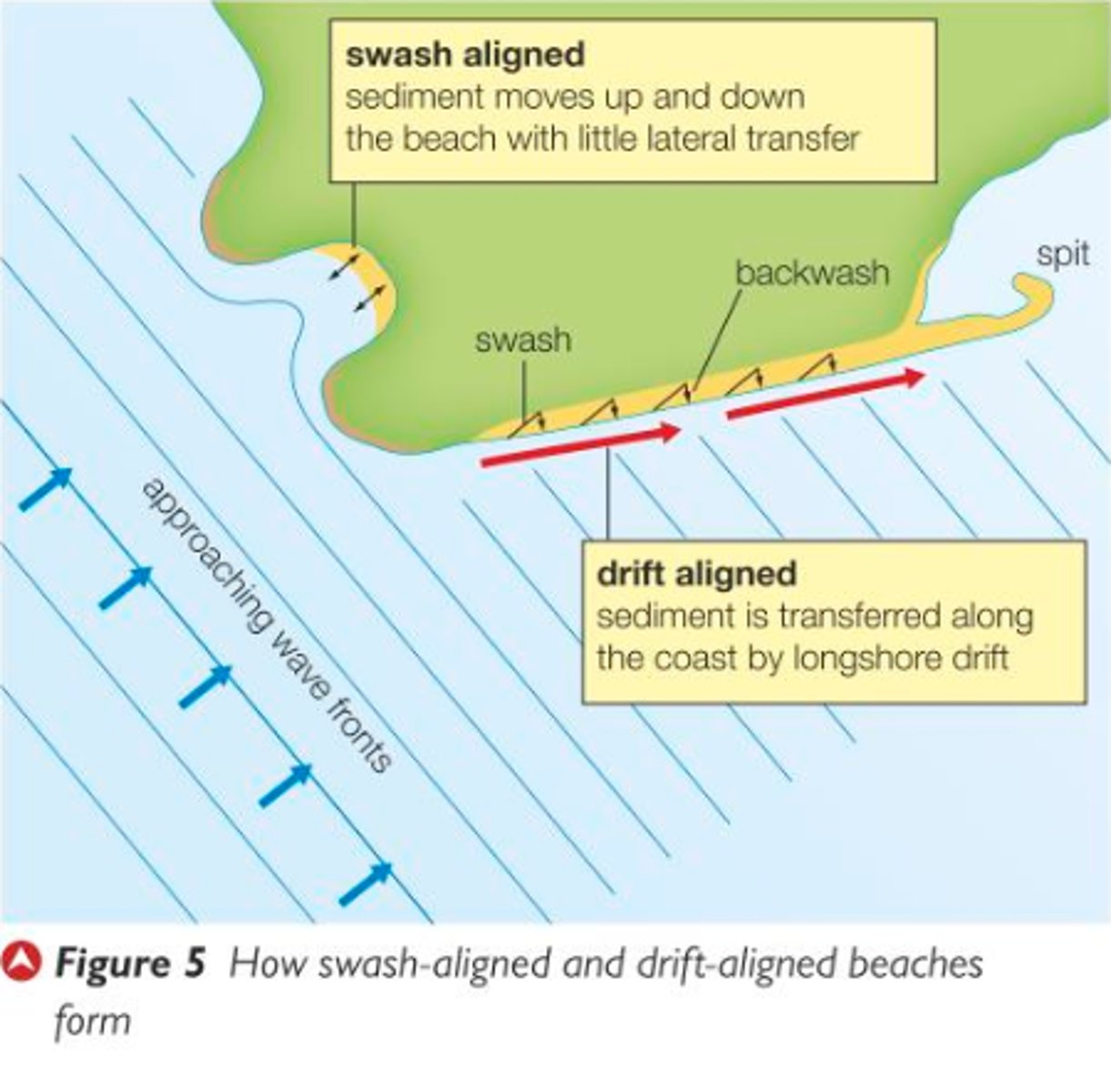 <p>- oblique alignments to the dominant wave fronts <br><br>- usually occurs when beach has a steep gradient and wavelength is short <br><br>- exposed beaches <br><br>- crest breaks at different times along the beach <br><br>- littoral erosion, sediment gets moved away laterally</p>