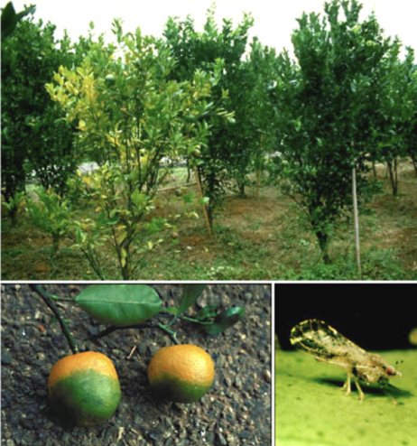 What is this injury called?