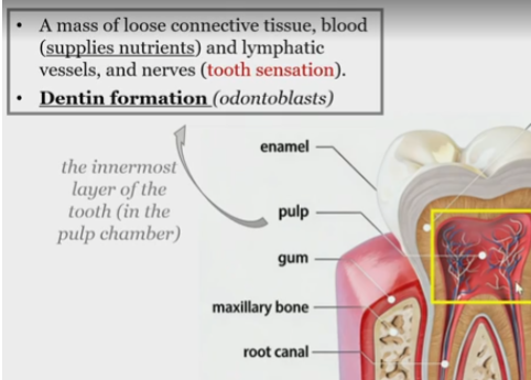 <p>mass of loose connective tissue, </p><p>blood </p><p>lymphatic vessels</p><p>and nerves </p><p></p>