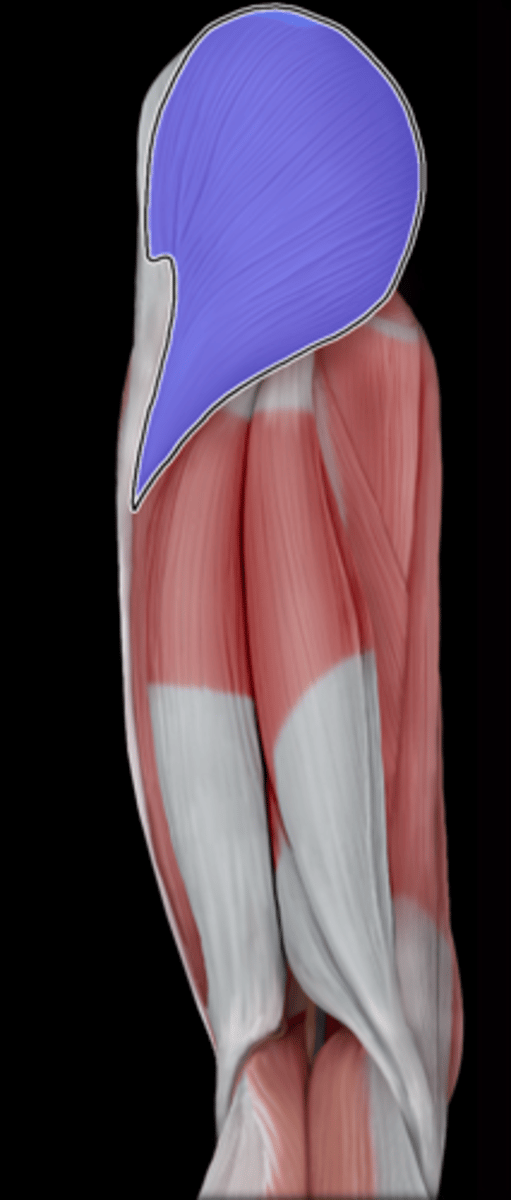 <p>What Muscle Is Highlighted?</p>