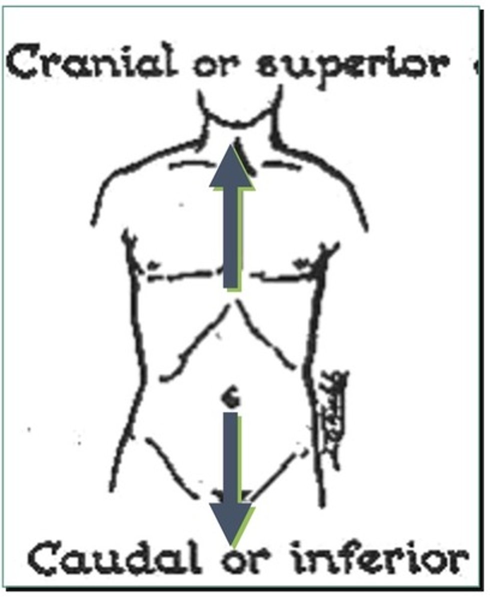 <p>1. Also known as superior</p><p>2. Also known as cephalic</p><p>3. Indicates towards the head of the human</p>