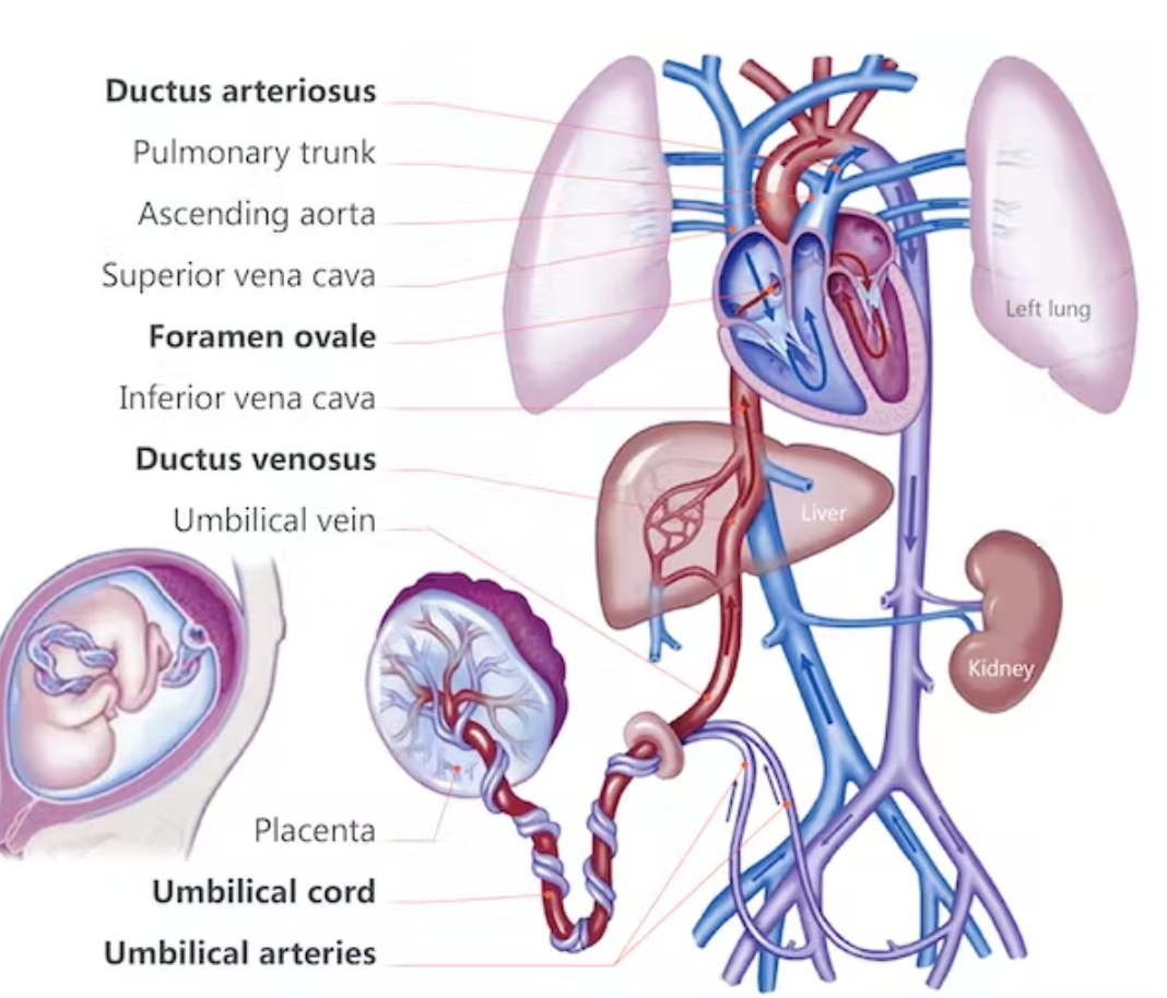 Branches from internal iliac artery