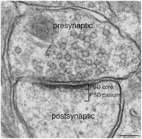 <p>Higher concentration of proteins, faster and more firmly binding of neurotransmitters</p>