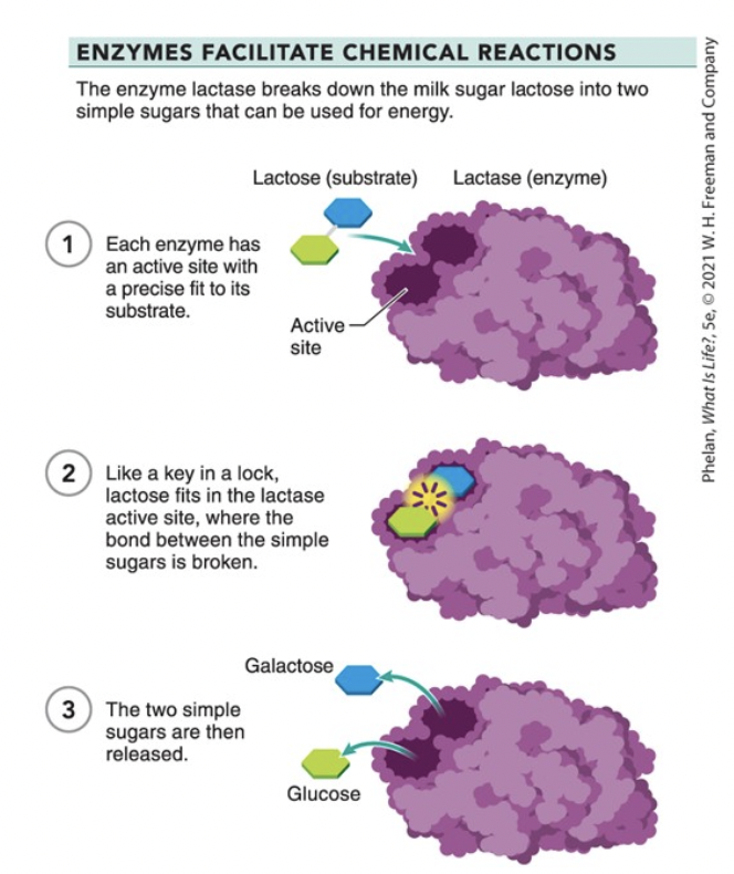 <p>enzymes</p>