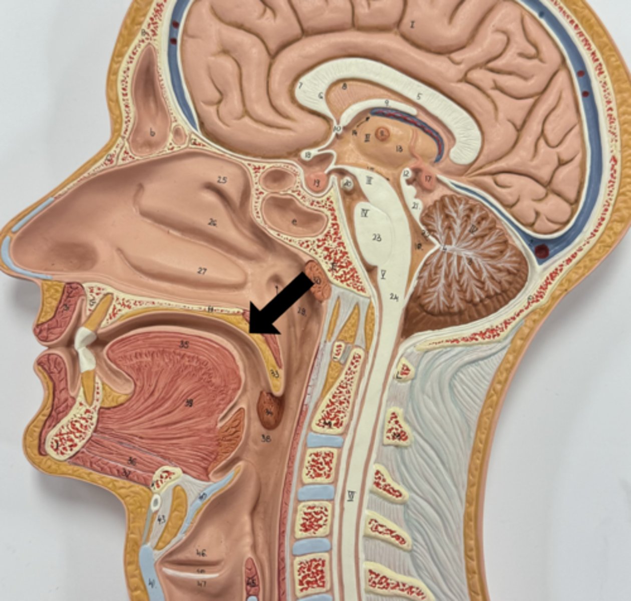 knowt flashcard image