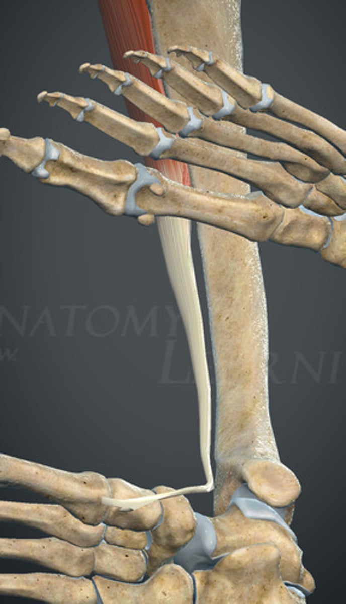 <p>1. podeszwowa strona kości klinowatej przyśrodkowej</p><p>2. guzowatość kości śródstopia I</p>