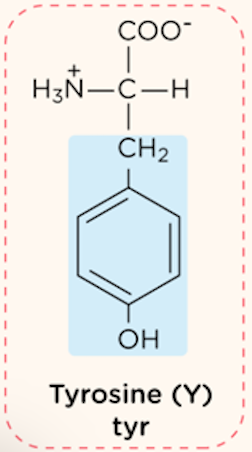 <p>polar, uncharged R group</p>