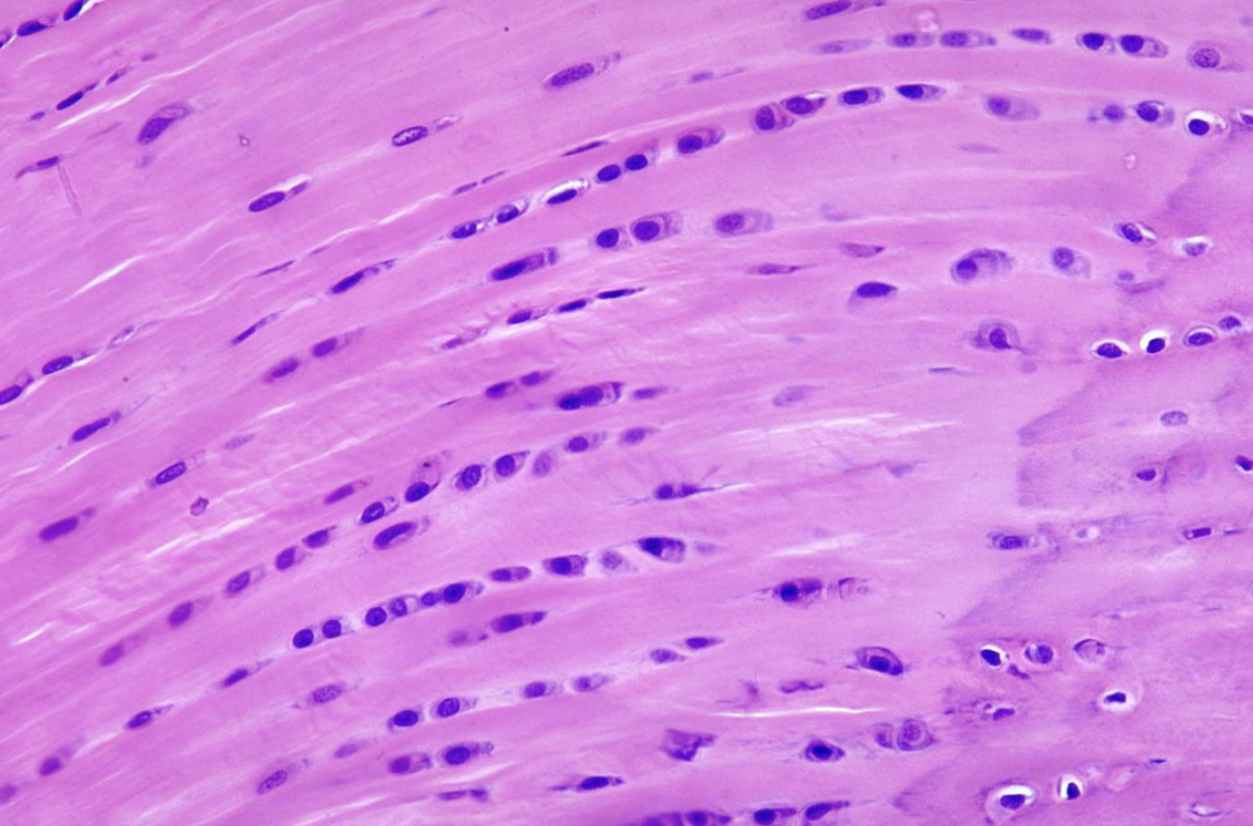 <ol><li><p>What tissue is this?</p></li><li><p>Where can it be found?</p></li><li><p>What is its function?</p></li></ol><p></p>