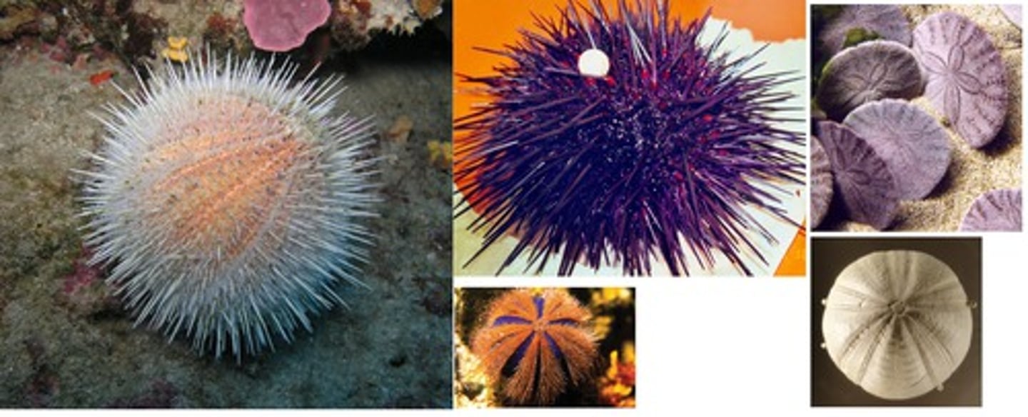 <p>Class of echinoderms (sea urchins, sand dollars)</p><p>- globular or flattened body covered with spines; no arms, but have a central mouth on the underside</p><p>- mostly herbivorous, grazing on algae; some are detritivores</p>