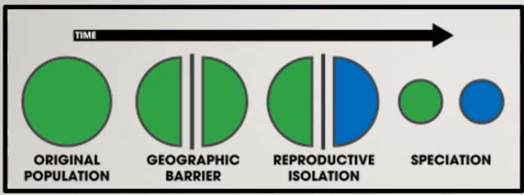 <p>when two different populations are living in different geopgraphic regions, which prevent sgene flow and thus speciation occurs when they are geographically isolated. </p>