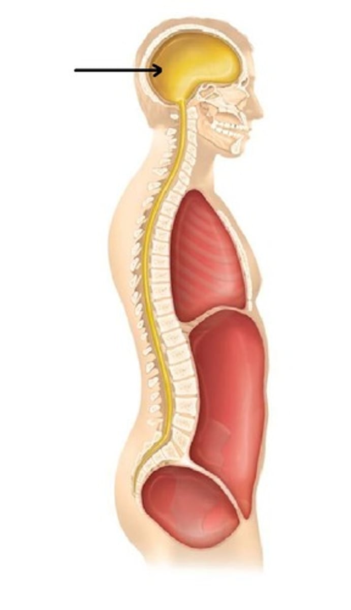 <p>Contains the brain</p>