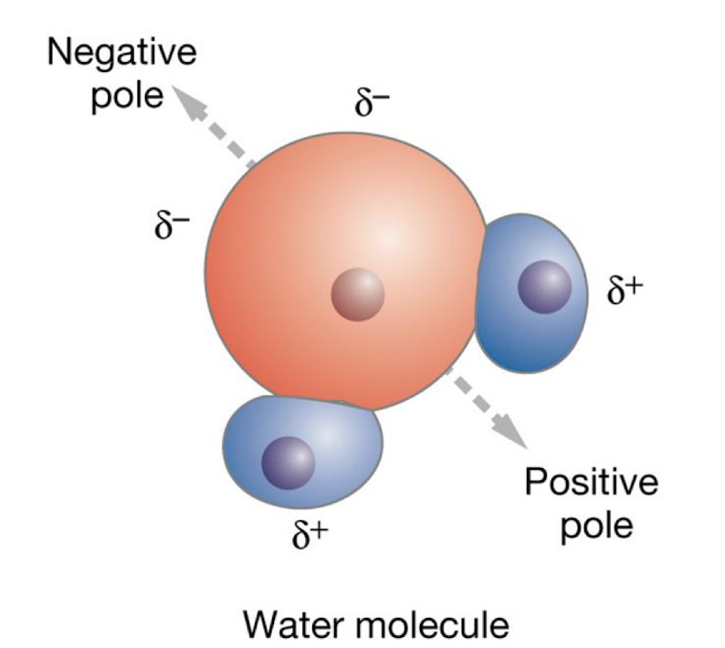 <ul><li><p>H-O-H</p></li><li><p>held together by polar covalent bonds - excellent solvent for polar solutes</p></li></ul><p></p>