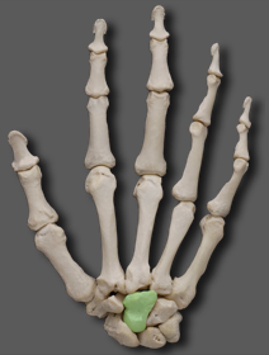 <p>Capitate of the carpal</p>