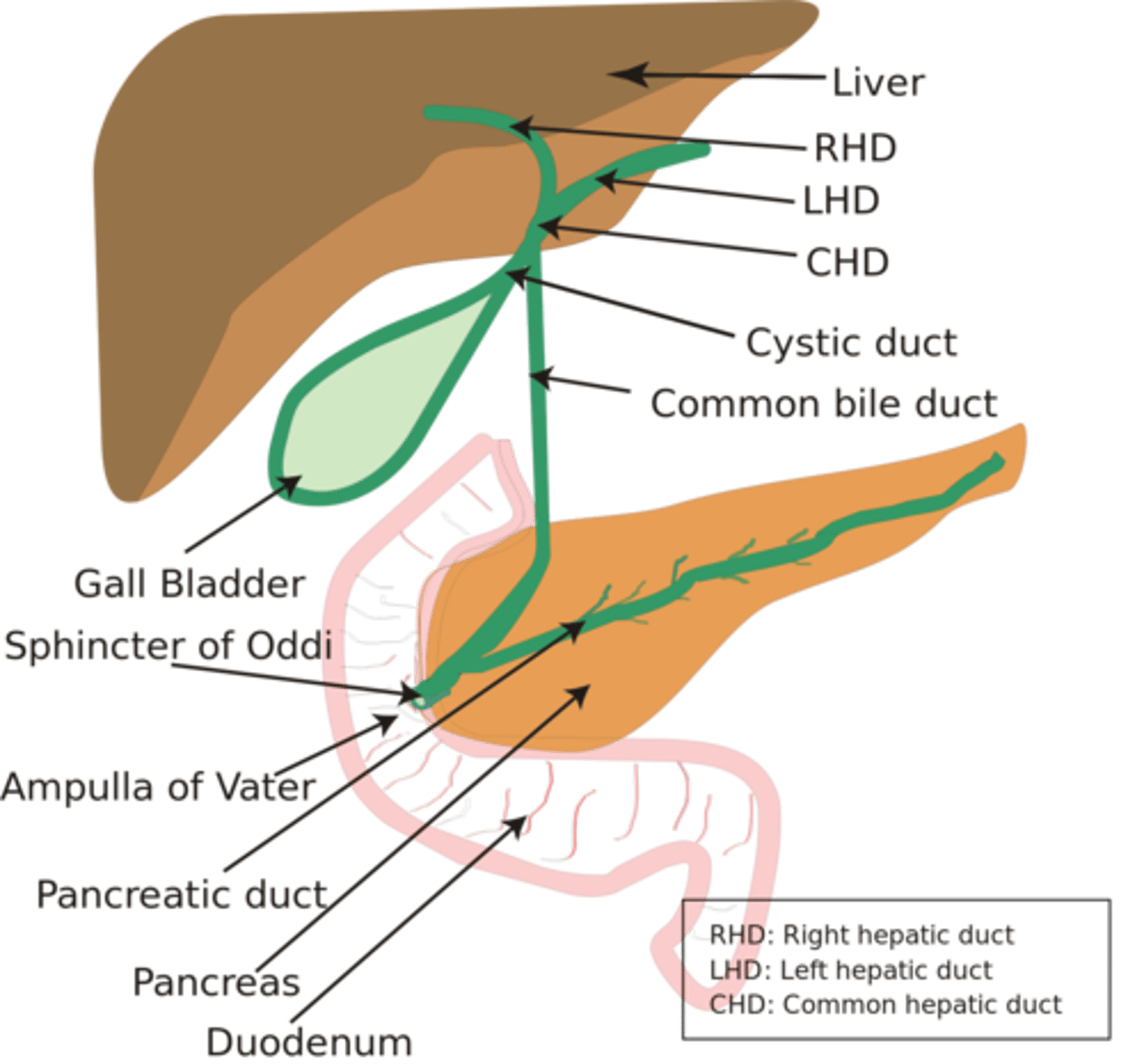 <p>The common bile duct releases bile into the duodenum of the small intestine at the ampulla of Vater, usually in conjunction with the release of pancreatic juices.</p>