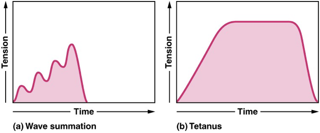 wave summation: muscle tension gets stronger fast<br />tetanus: stimulus so high that relaxation phase disappears