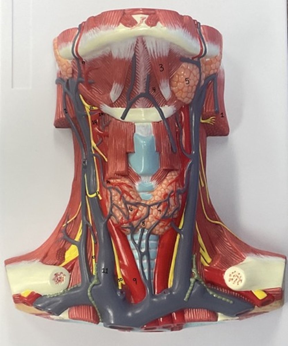 <p>What is artery 17?</p>