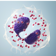 <p>defend against protozoan &amp; helminths parasites</p><ul><li><p>nuclei with two to five lobes</p></li></ul><p></p>