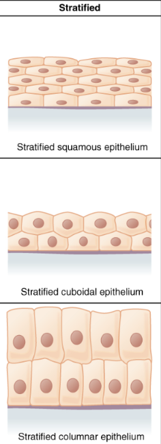 <p>multiple layers of cells</p>