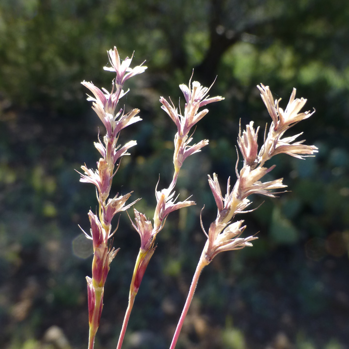 Common curlymesquite