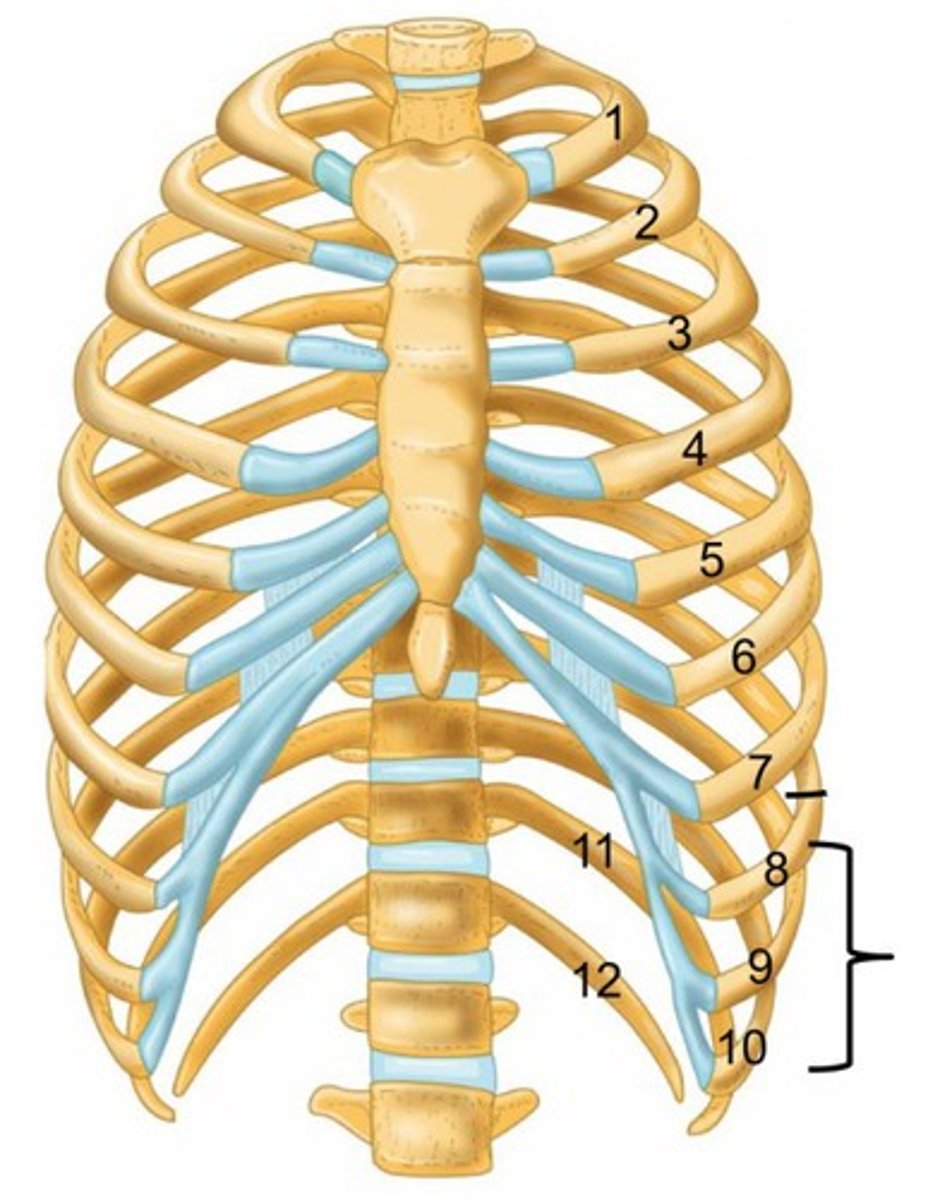 <p>last 5 pairs of ribs; attach indirectly to sternum via hyaline cartilage (specifically costal cartilage)</p>