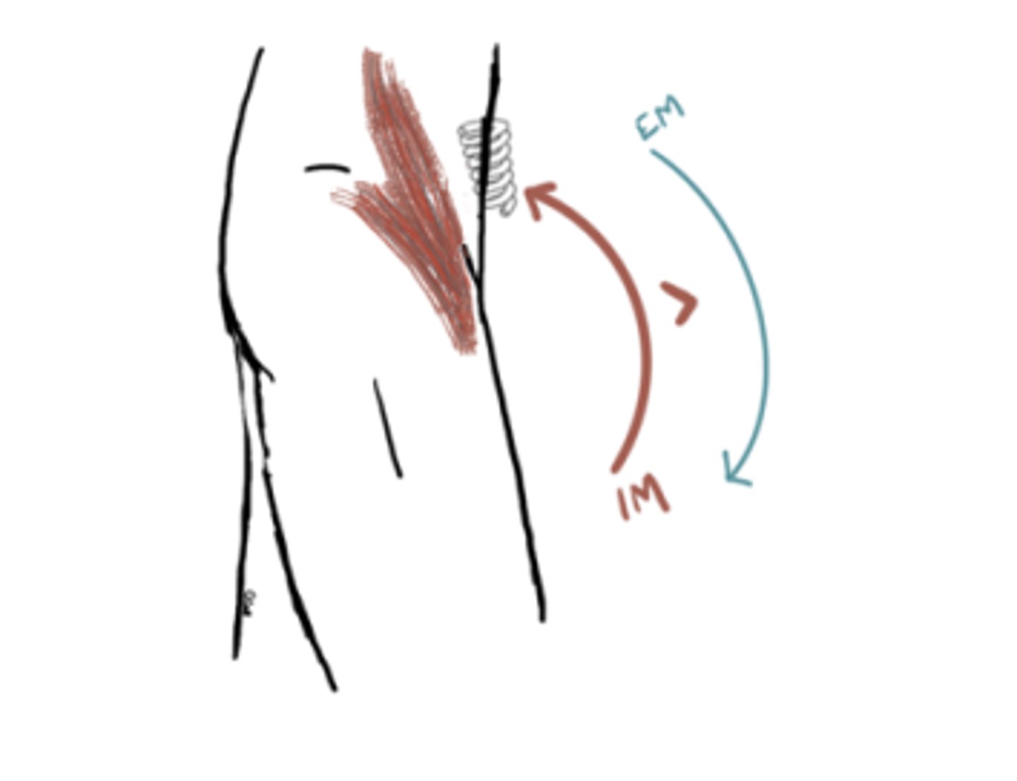 <p>IM: Hip Flexion (Iliopsoas)</p><p>EM: Extension moment</p><p>IM&gt;EM (concentric)</p><p>Angle = 0-35° Flexion</p>