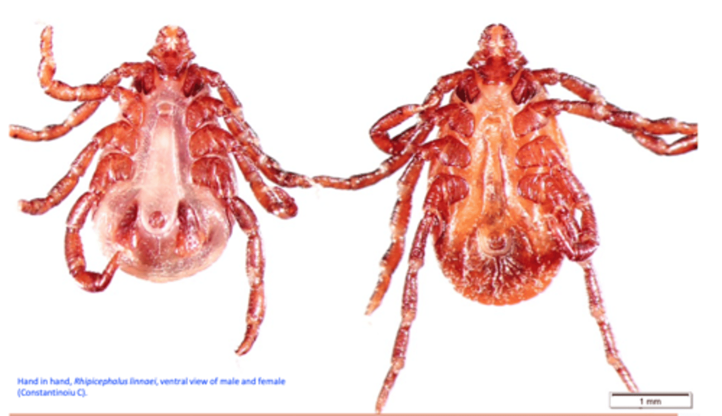 <p>• Common name: Brown Dog tick (kennel tick);</p><p>Specific to dogs (as adults) but it was found on cats, rabbits, rodents, humans etc;</p><p>Three host tick (each stage larva /nymphs/adults on another host);</p><p>Wide distribution in Australia;</p><p>Can transmit many pathogens: Babesia</p><p>canis, B. gibsoni, Ehrlichia canis etc;</p>