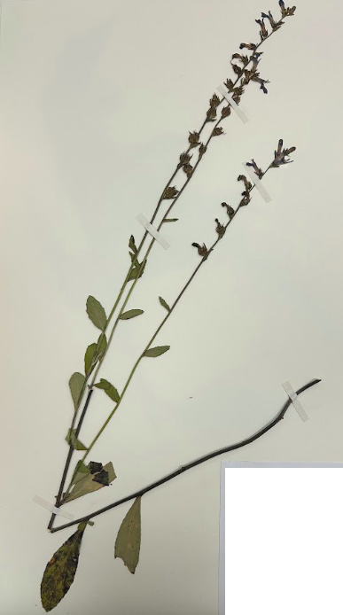 <p>Family + Genus</p>