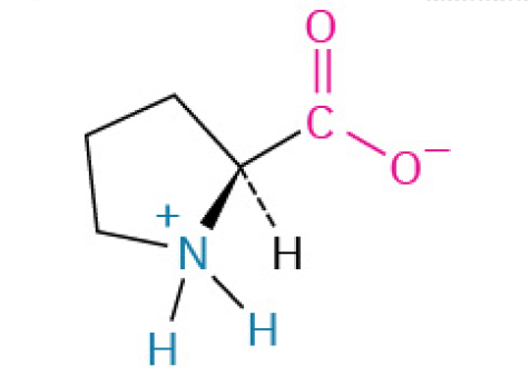 <p>is a unique amino acid that acts like a “hinge” or “kink” in protein chains. Its special shape is crucial for creating sharp bends and providing structural stability, especially in collagen (the protein that holds your body together)</p><p><u><mark data-color="#fff2d8" style="background-color: rgb(255, 242, 216); color: inherit;">Nonpolar, Nonaromatic</mark></u></p>