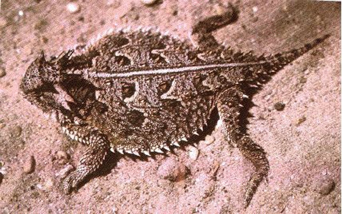 <p>Phrynosoma spp.</p><p>Order: Squamata</p><p>Suborder: Lacertilia</p><p>Family: Phrynosomatidae</p>