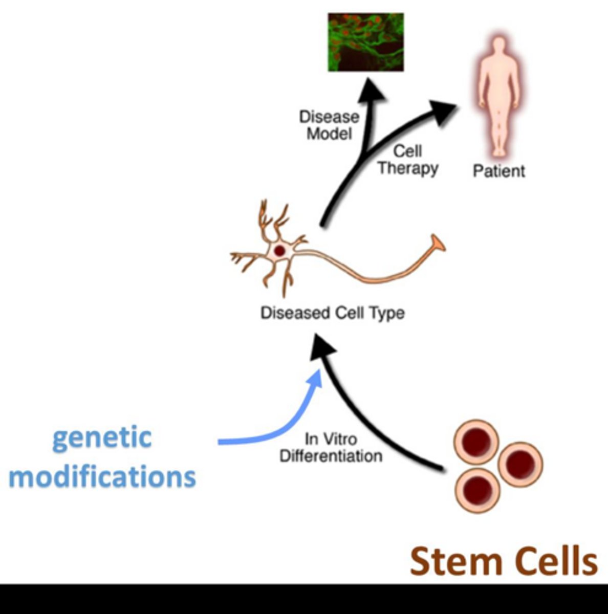 <p>Unlike cancer cells, stem cells can produce progeny that differentiate into specialized cell types to contribute to a healthy organism</p><p>cancer cells divide continuously and dont differentiate .</p>