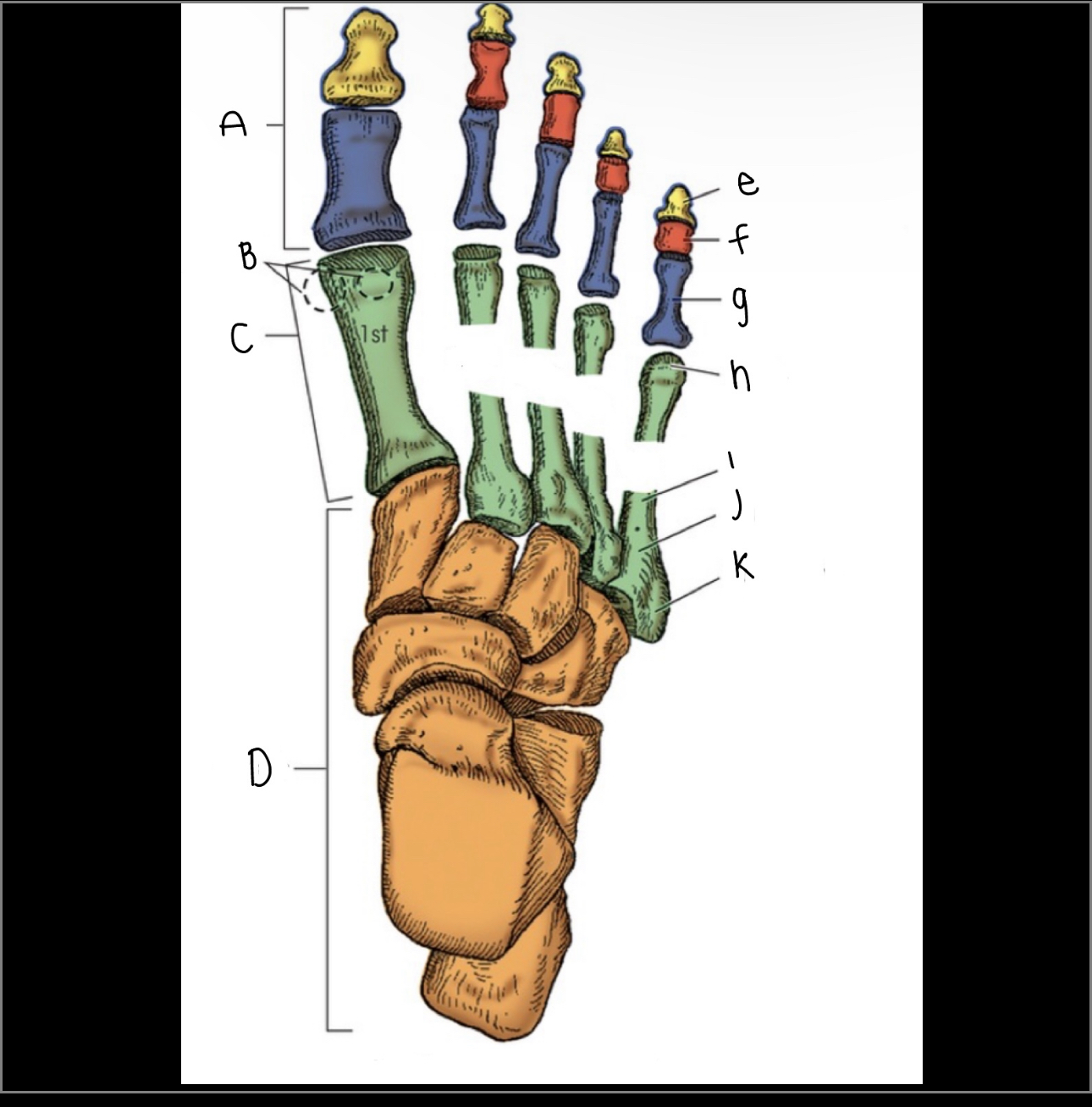 <p>What is letter C pointing to?</p>