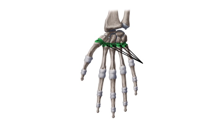 <p>Carpometacarpal</p>