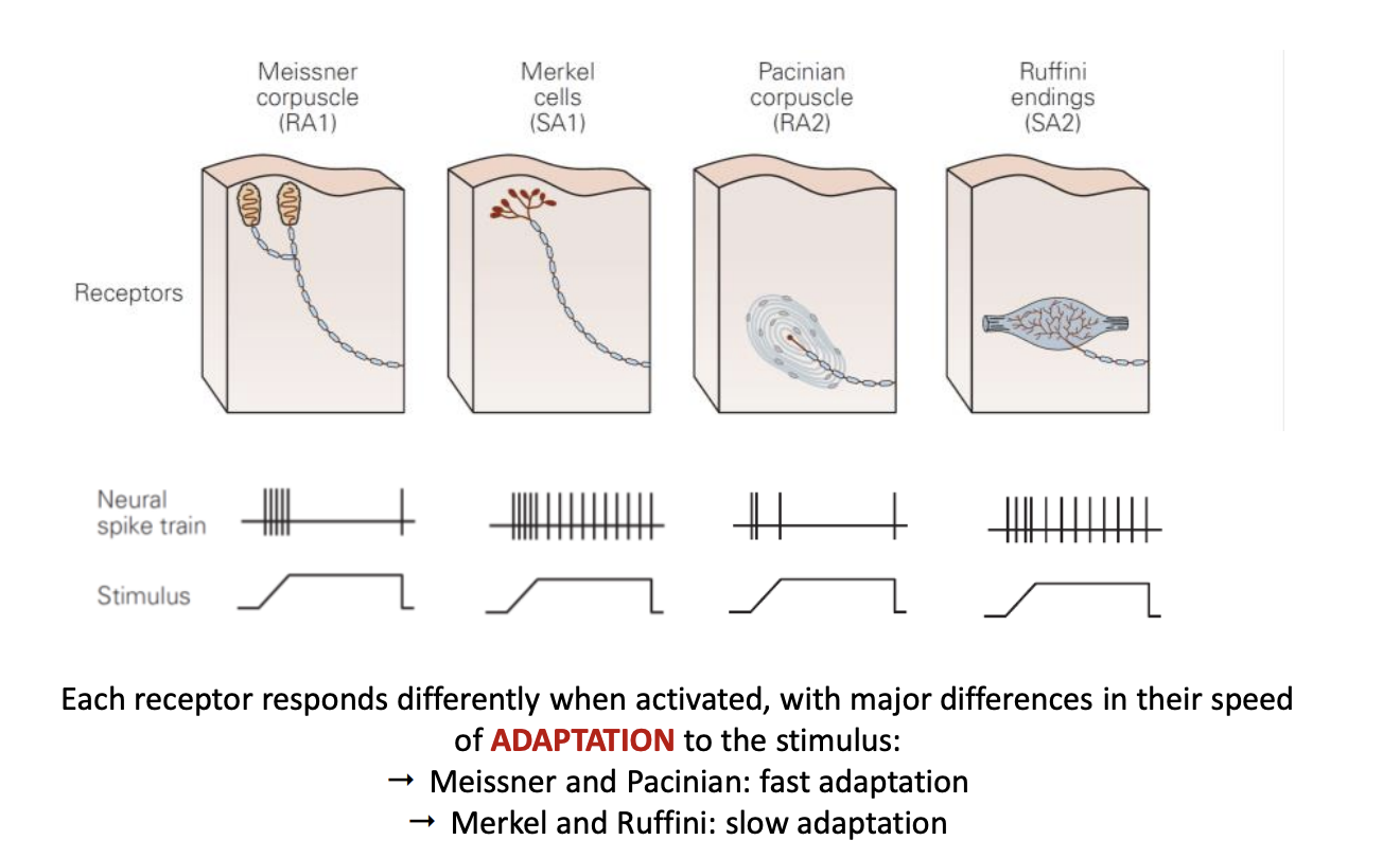 <p>Major differences in the speed of their adaptationn</p><ul><li><p>FAST→ Meissner and Pacinian</p></li><li><p>SLOW→ Merkel and Ruffini</p></li></ul><p></p>
