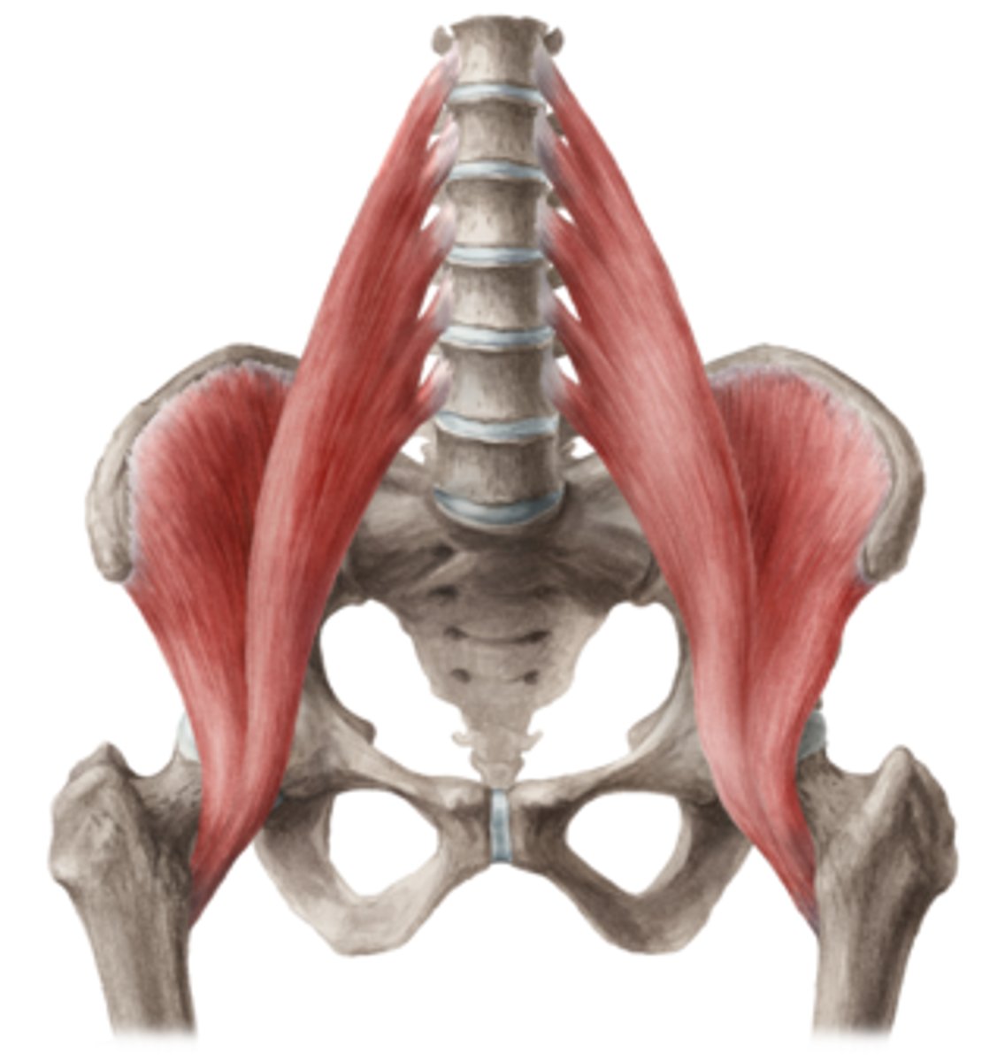 <p>The psoas major and iliacus muscles fuse in the upper thigh</p>