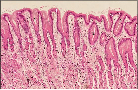 <p>Identify the structure:</p><p>Specie:</p><p>Parts:</p><p>1.__ 2.__ </p><p>Stain used:</p>