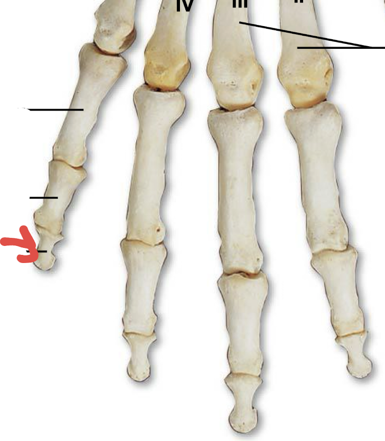 <p>what is this part of the phalanges?</p>