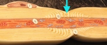 Myelin sheaths are comprised mostly of fat cells. Fat is a good insulator and does not allow for quick propagation of electrical signals through action potentials. The_______________ are free of myelin sheath cells.. They allow action potentials to pick up speed so they can propagate down the axon and reach the target cell or tissue.