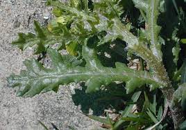 <p>Senecio vulgaris</p>