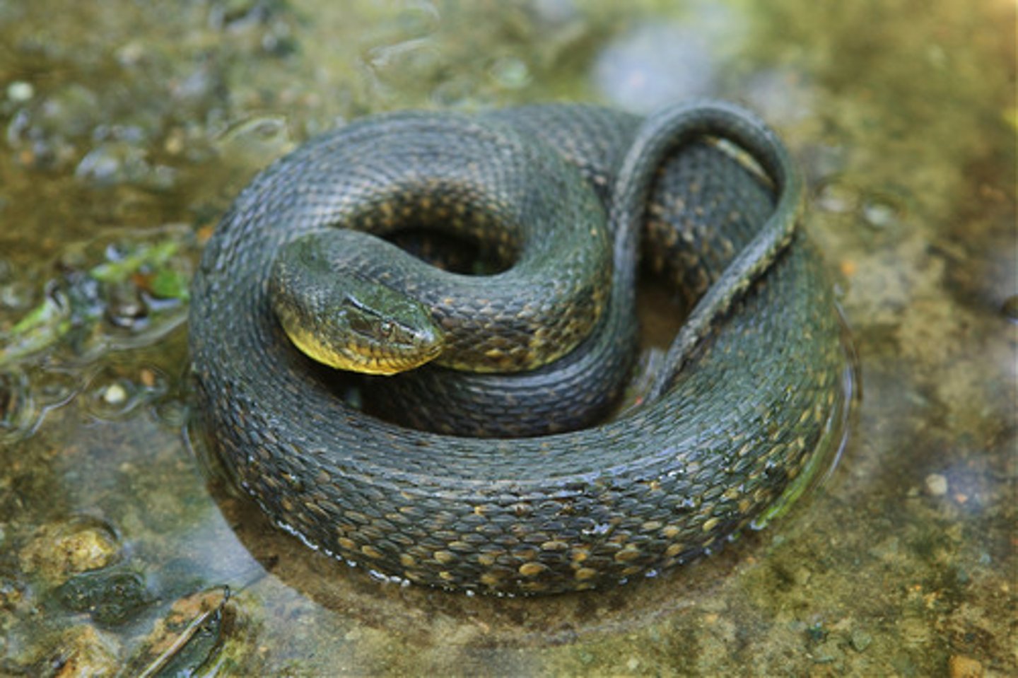 <p>Green watersnake</p>