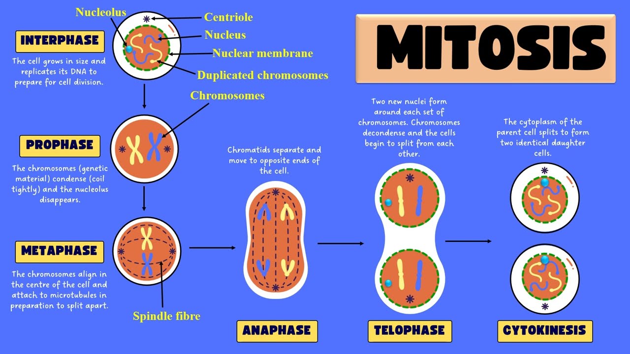 <p>Define Anaphase</p>