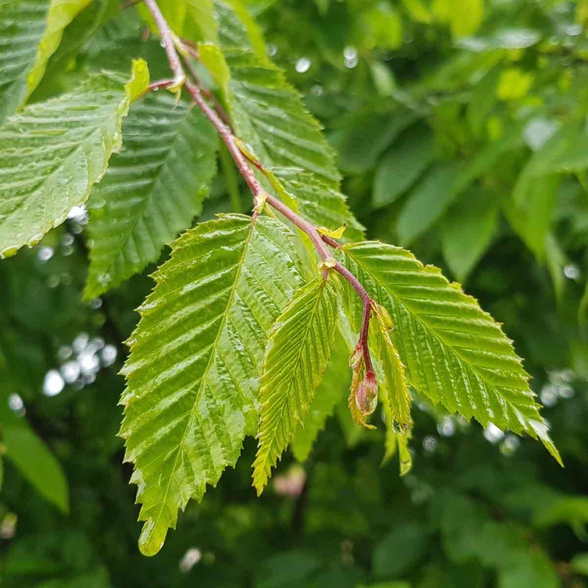 <p>Carpinus betulus</p>