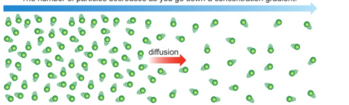 <p>Explain how substances are transported into and out of cells by diffusion</p>