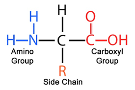 <p>NH2  amine group</p><p>COOH carboxyl group</p><p>R side chain</p>