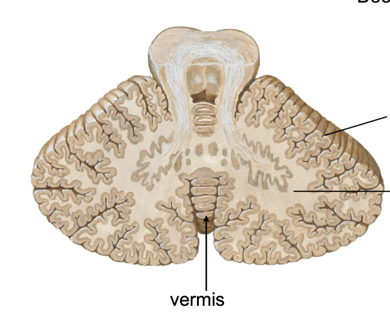<p>What structure connects the two cerebellar hemispheres?</p>